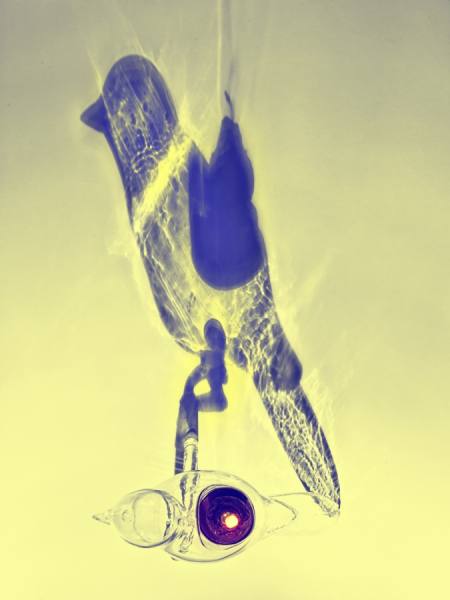 Photograph Joe Felzman Glass Bird on One Eyeland